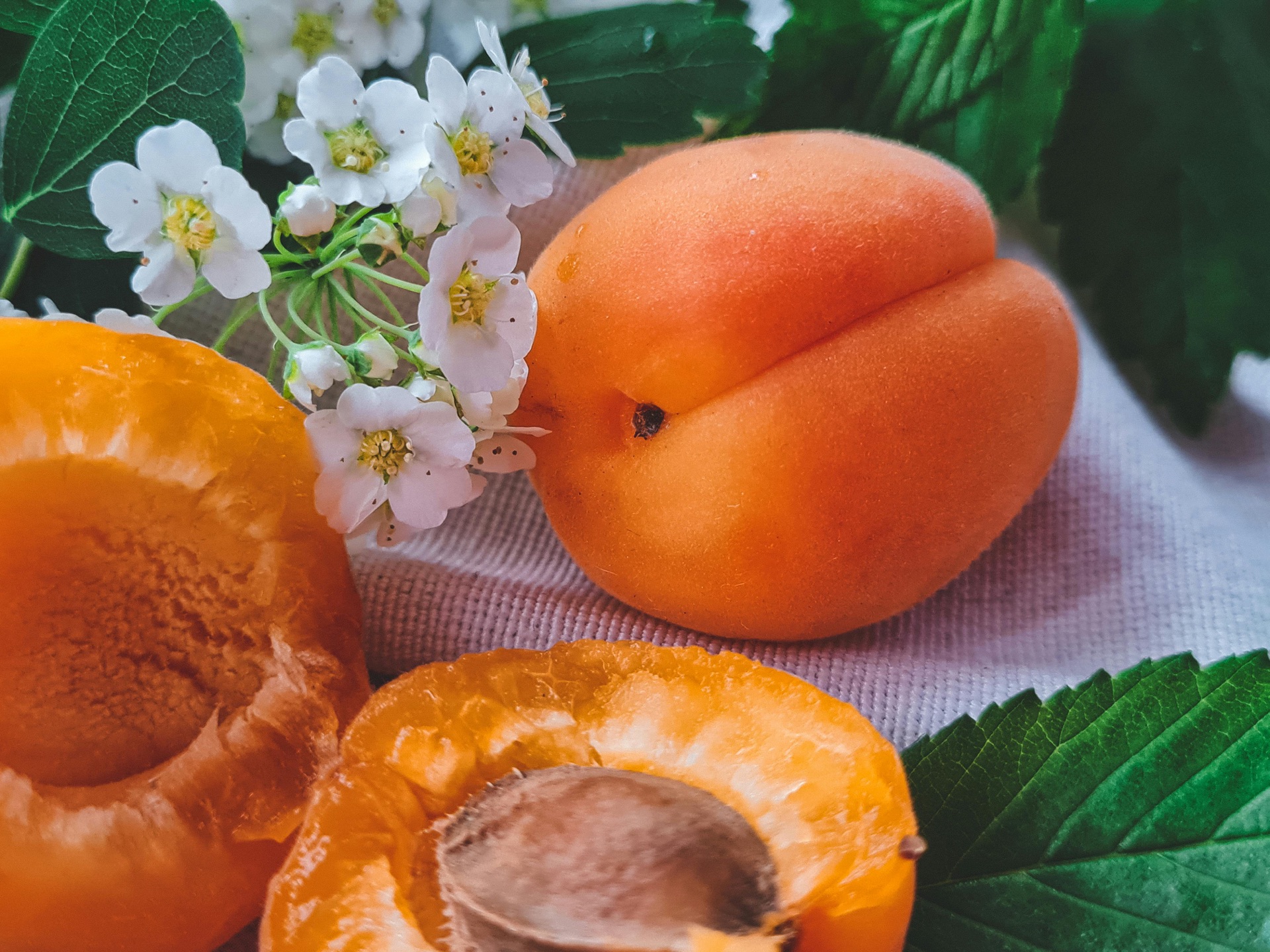 Fresh Ladakhi apricots with blossoms