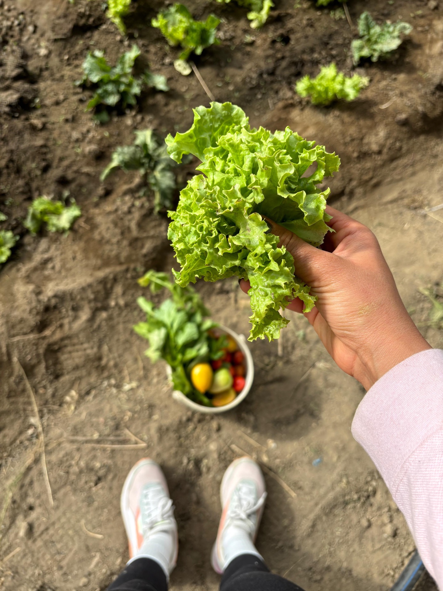 Hand picking fresh lettuce from a garden with a bowl of colourful vegetables below