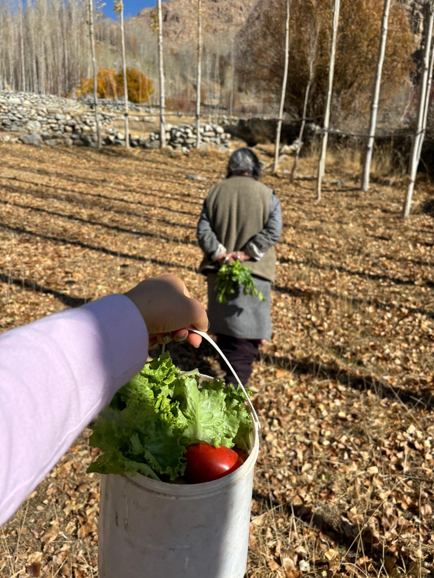 Harvesting vegetables from a Ladakhi kitchen garden with autumn poplar trees behind