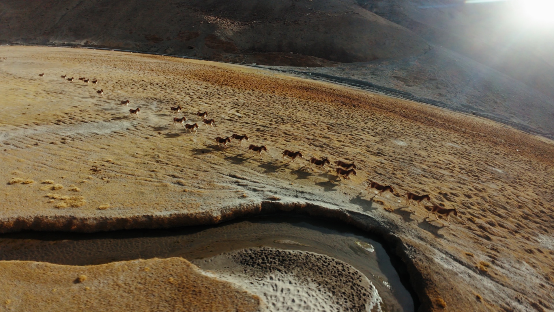 Aerial view of a herd of wild kiangs running along the edge of a Ladakhi lake