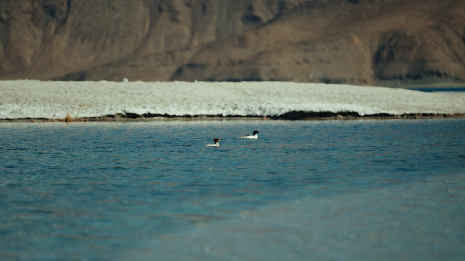 Birds gliding across a Ladakhi lake with mountains behind